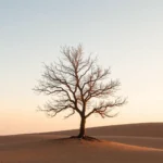 lone-tree